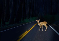 Fall Roadway Hazards Include Deer