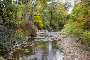 creek in the woods