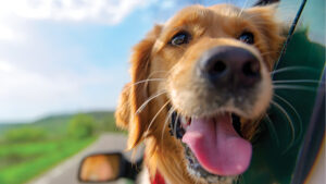 Dog panting outside a car window