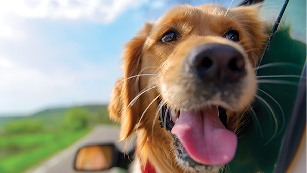 Dog panting outside a car window