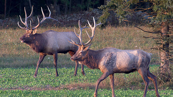 Two horned elk in a grass field with a tree.