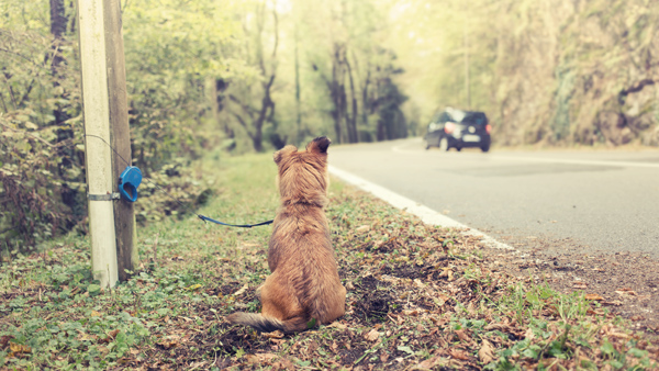 poor dog abandoned on the street by bad owner